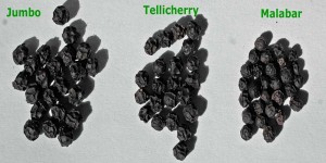 Images of black peppercorns