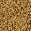 Fenugreek