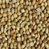 Coriander Seeds, 16 Oz