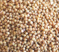 Mustard Yellow Seeds, 16 Oz