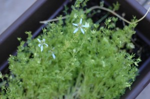 black seed micro green black seed micro green