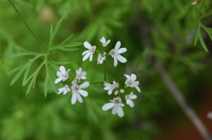 nigella sativa/black seed micro green black seed flowers